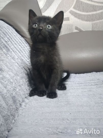 Чёрный кот на удачу)