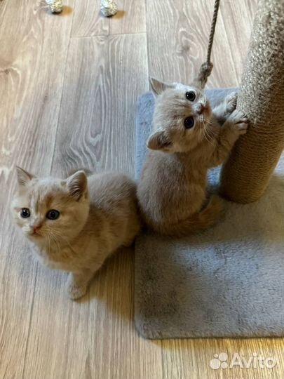 Британские котята