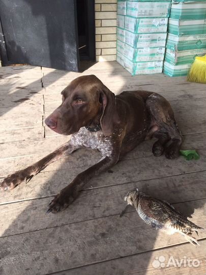 Кобель курцхаара для вязки