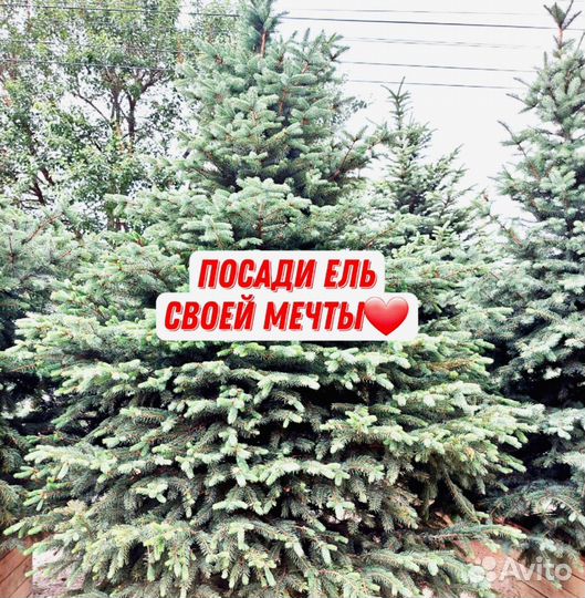Ели елочка елка