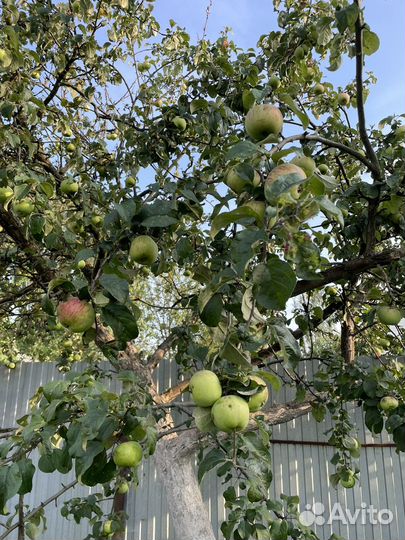 Яблоки дачные