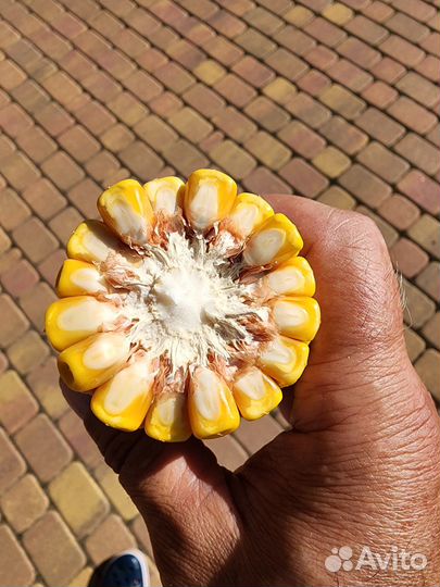 Семена кукурузы Краснодарский 291 AMB F1