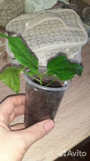 Гибискус отросток