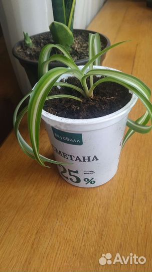 Хлорофитум кудрявый