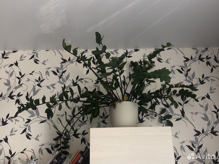 Замиокулькас