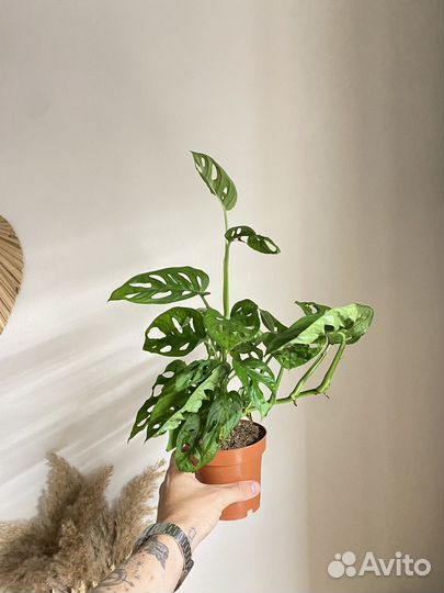 Монстера манки маск