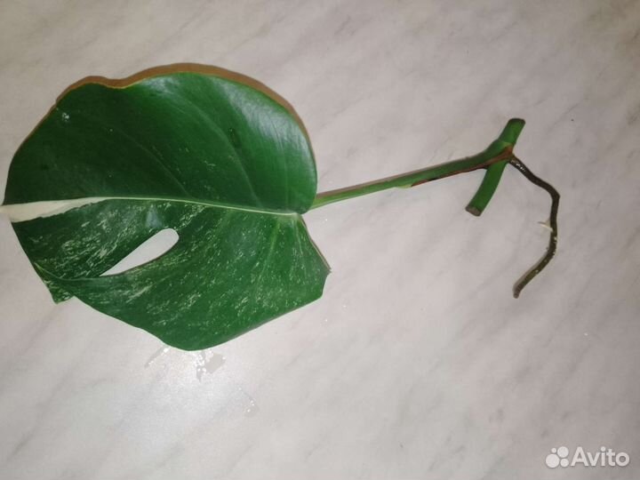 Монстера альба