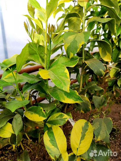 Большой выбор саженцев лимонов и лаймов