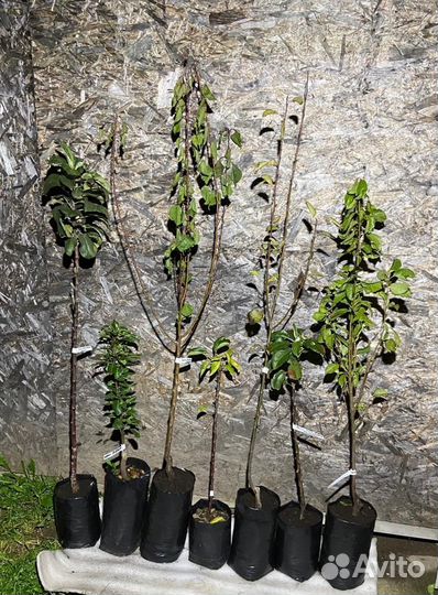 Груша саженцы