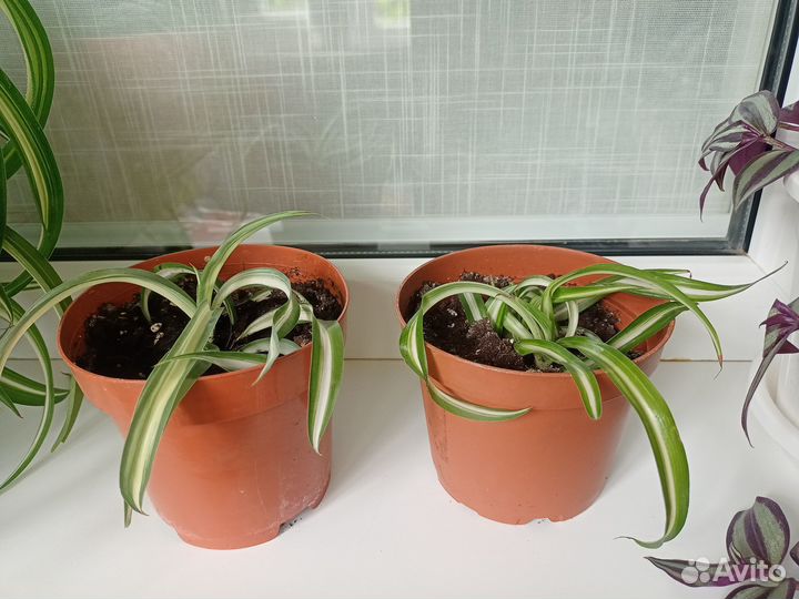 Хлорофитум кудрявый