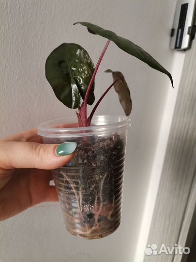 Алоказии, принцесса Юкатан