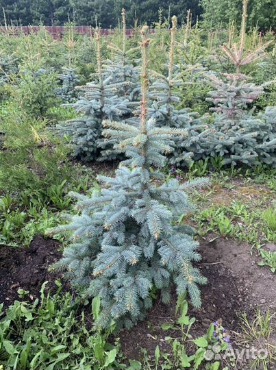 Саженцы ель голубая
