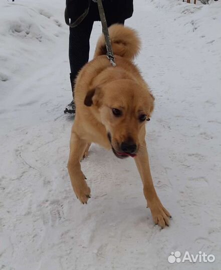 Собака, верный друг в добрые руки