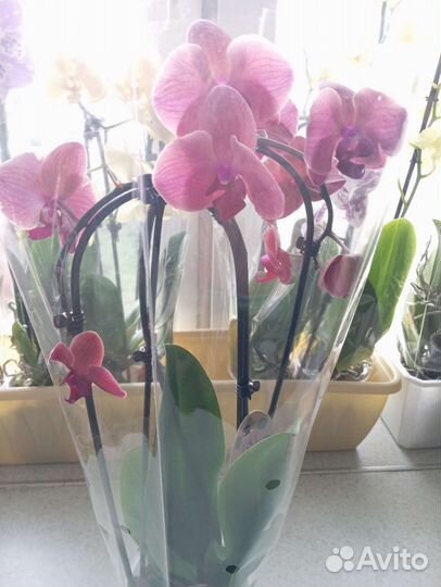 Орхидея фаленопсис, фикус, драцена, замиокулькас