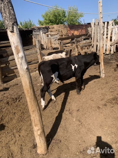 Коровы быки телки