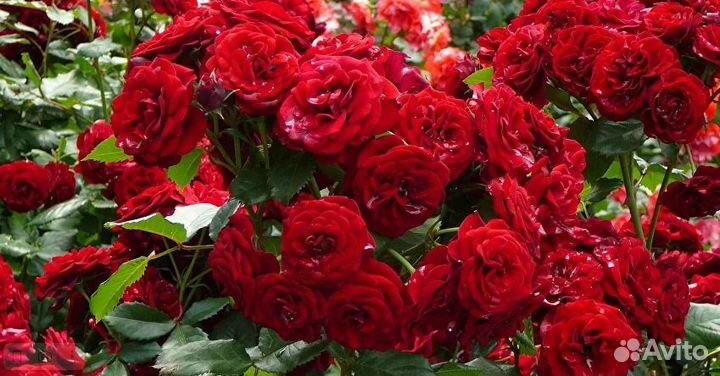 Саженцы роз и луковичные