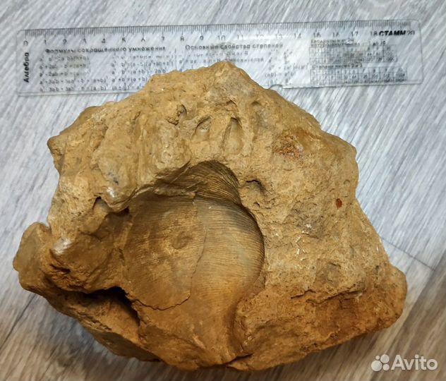 Камень древний с отпечатком ракушки