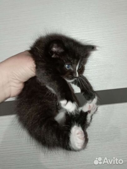Котенок девочка пушистая