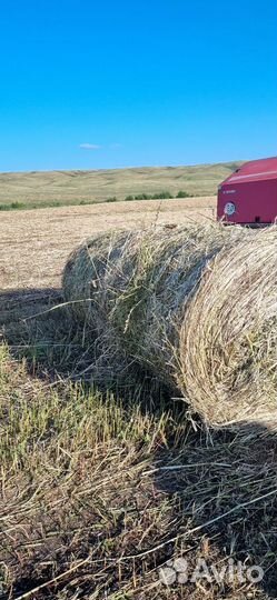 Сено Суданка