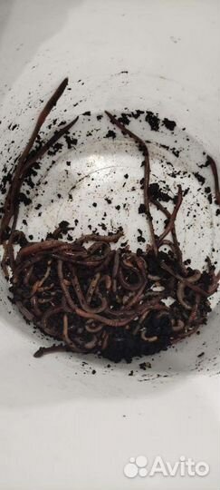 Черви дендробена для рыбалки