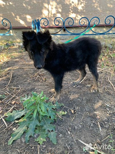 Щенок девочка 4 мес. Похожа на немецкую овчарку