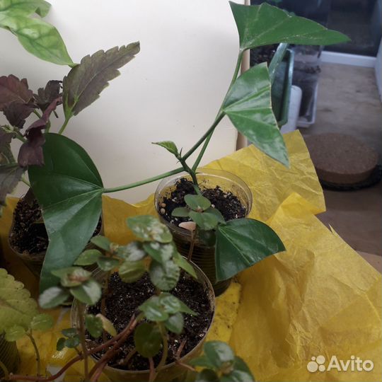 Укорененные отростки