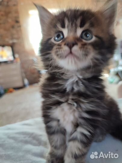 Котята мейн-кун