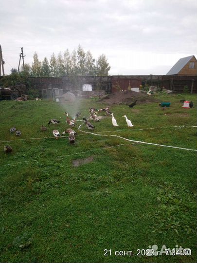 Утки индийский бегунок