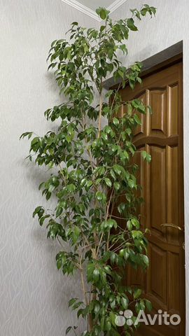 Фикус Бенджамина 2 метра