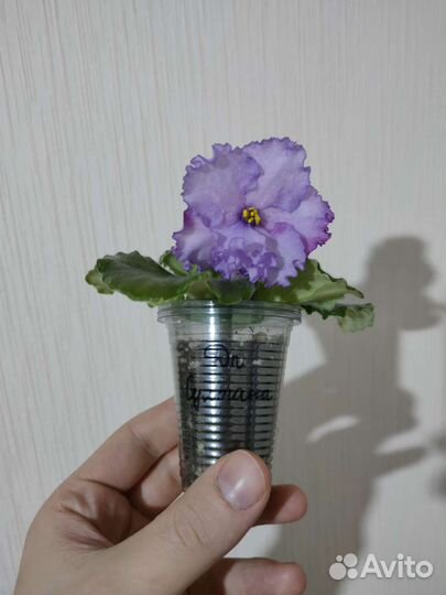 Фиалки / сенполии