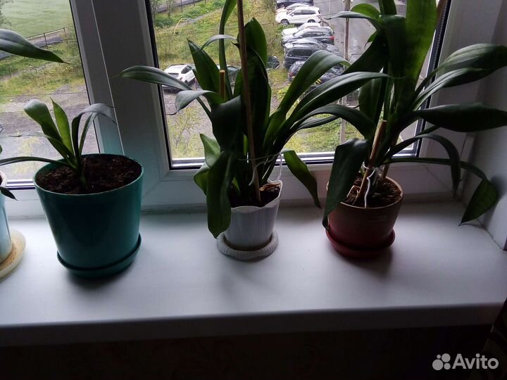 Щучий хвост