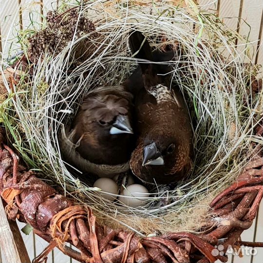 Самка японской амадины