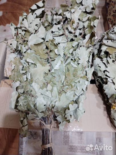 Дубовые веники для бани