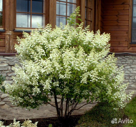 Гортензия киушу