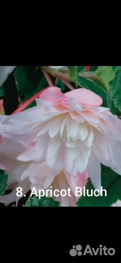 Бегония беликония