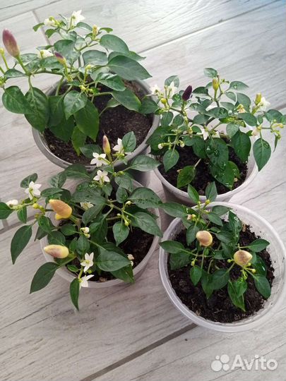 Перчик Эврика