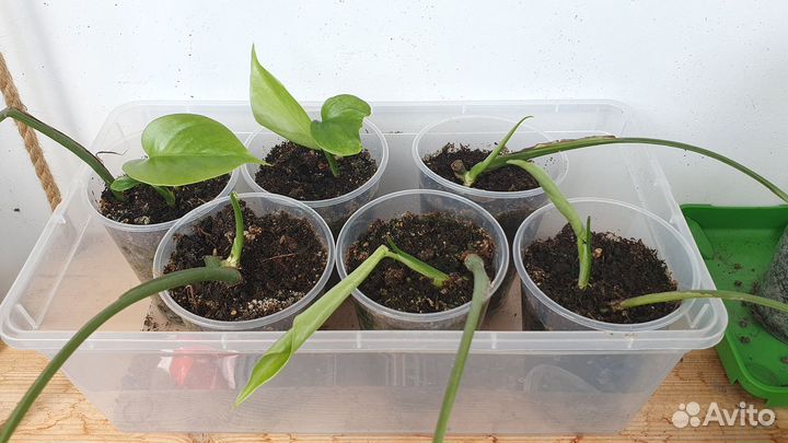 Монстера деликатесная