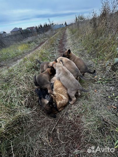 Бельгийская овчарка