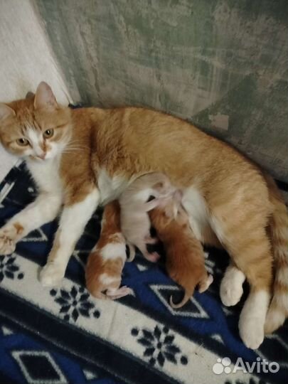 Котята в добрые руки мальчики