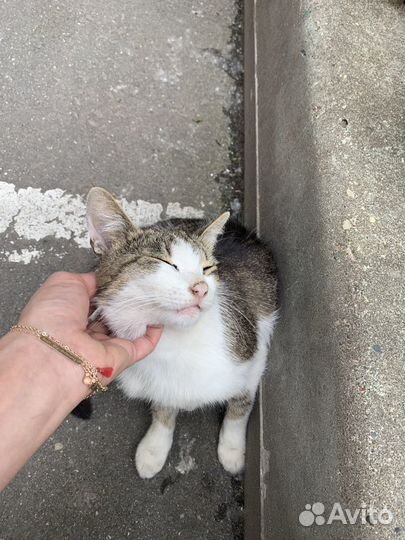 Кошка добрейшая миниатюрная молодая, около годика