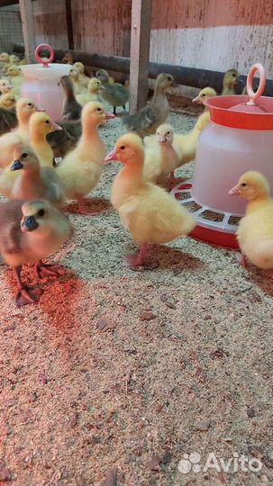 Молодняк птицы