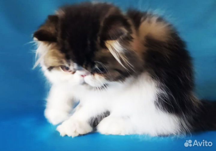 Персидский котенок
