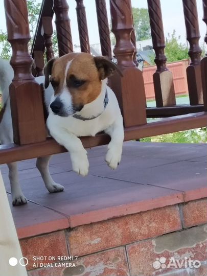 Вязка Джек Рассел терьер