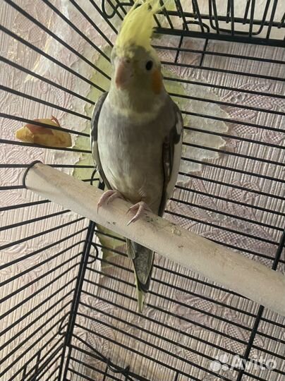 Попугаи (Корелла и Неразлучник)