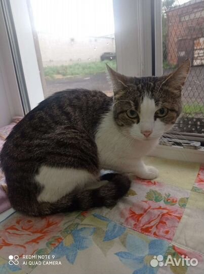 Кастрированный кот