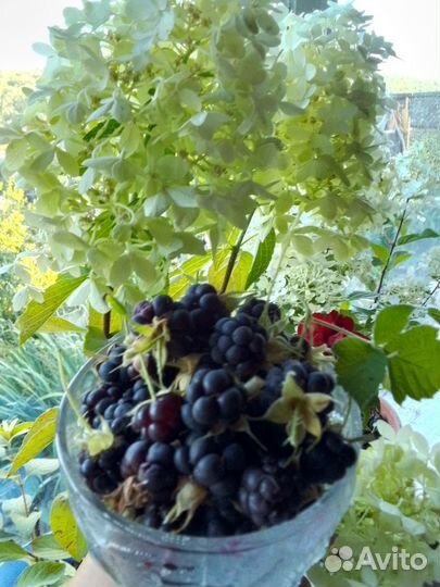 Саженцы ежевики 10 шт