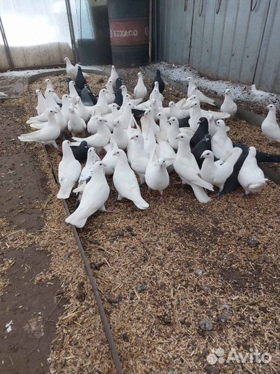 Выпущу почтовых голубей