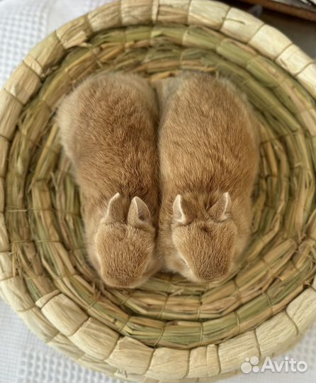 Карликовый, декоративный кролик