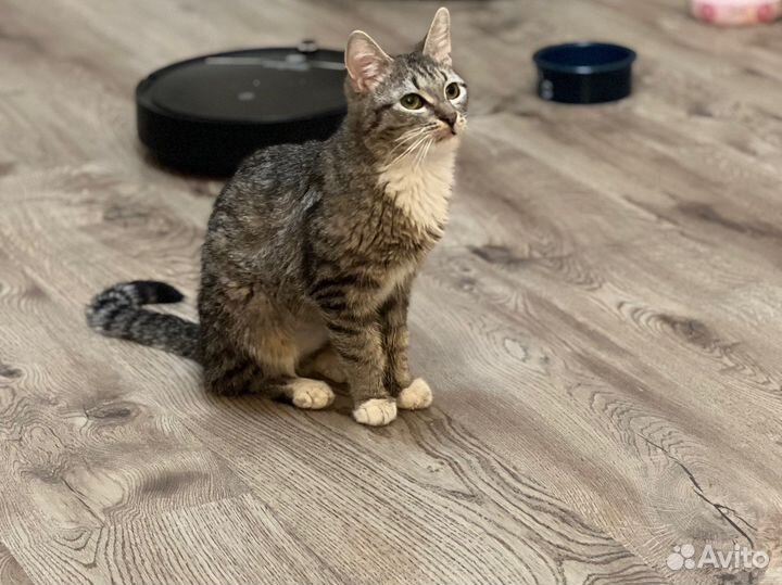 Котенок в добрые руки