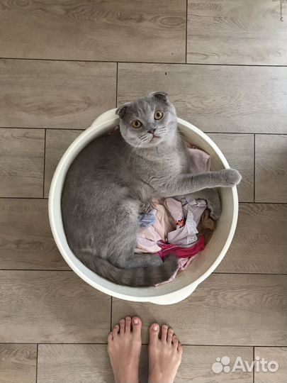 Вязка шотландский кот